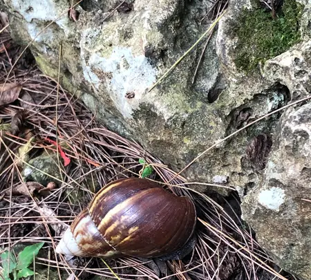 末吉公園の写真・動画_image_362618