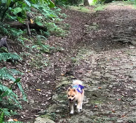 末吉公園の写真・動画_image_362619