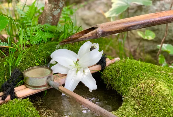 退蔵院の写真・動画_image_363525