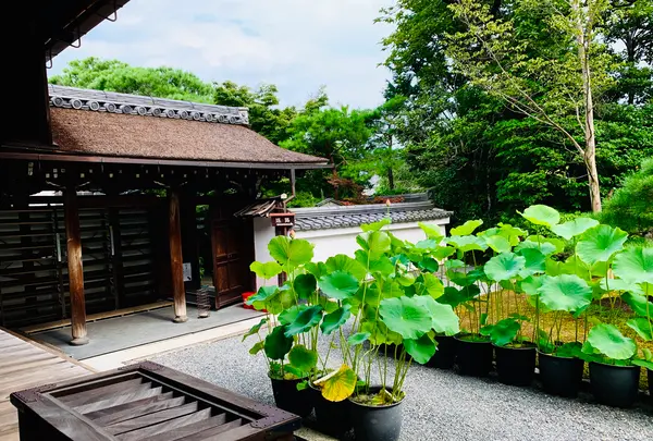 退蔵院の写真・動画_image_363529