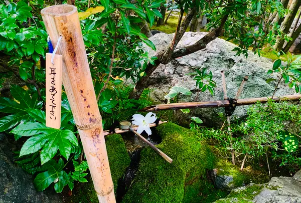 退蔵院の写真・動画_image_363531