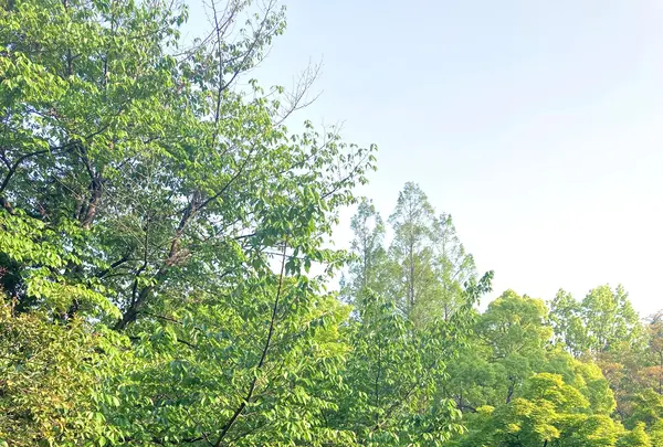 蚕糸の森公園の写真・動画_image_363634