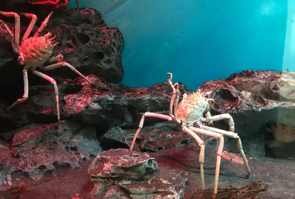 アクアワールド茨城県大洗水族館の写真・動画_image_363793