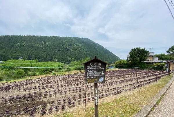 三千院の写真・動画_image_364539