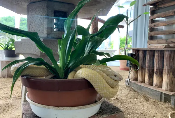 岩国白蛇神社の写真・動画_image_364843