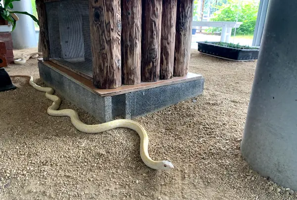 岩国白蛇神社の写真・動画_image_364848