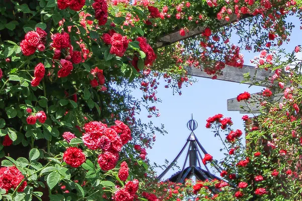 みつけイングリッシュガーデンの写真・動画_image_365514