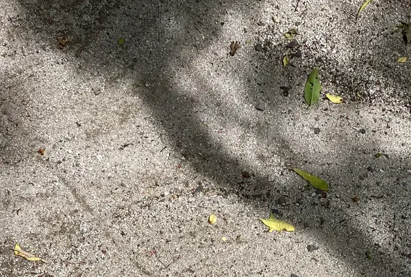 宝泉院の写真・動画_image_365529
