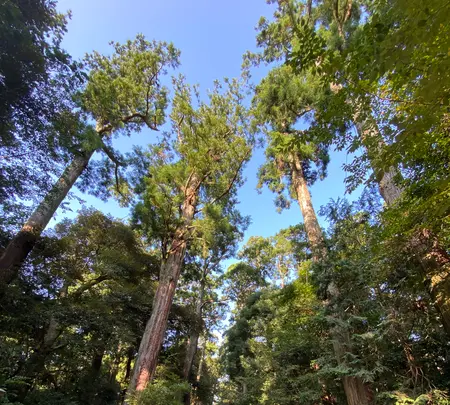 鹿島神宮の写真・動画_image_365606