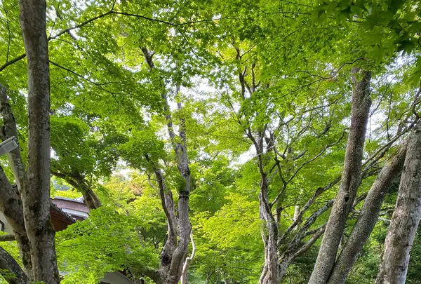 寂光院の写真・動画_image_365806