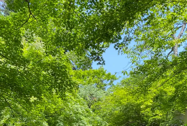 鞍馬寺 本堂の写真・動画_image_365985