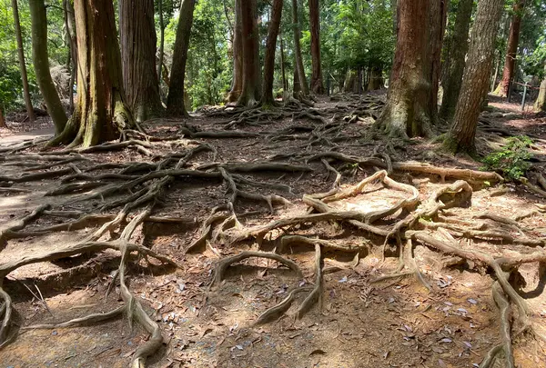 奥の院魔王殿の写真・動画_image_365994