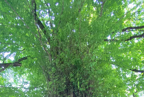 貴船神社の写真・動画_image_366000