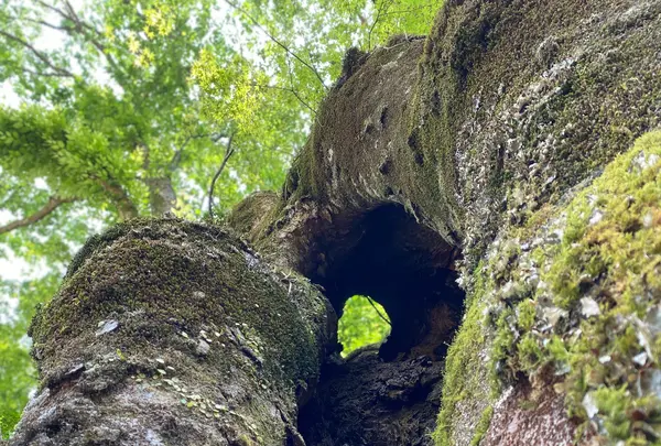 貴船神社の写真・動画_image_366002