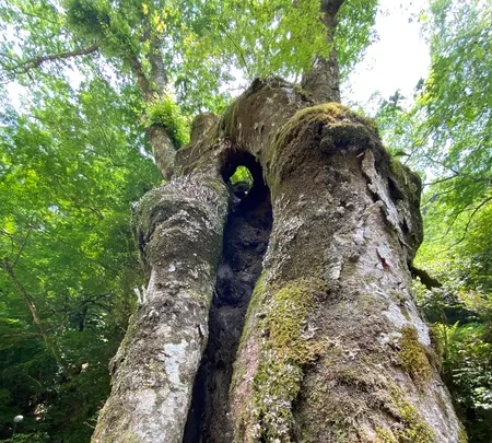 貴船神社の写真・動画_image_366005
