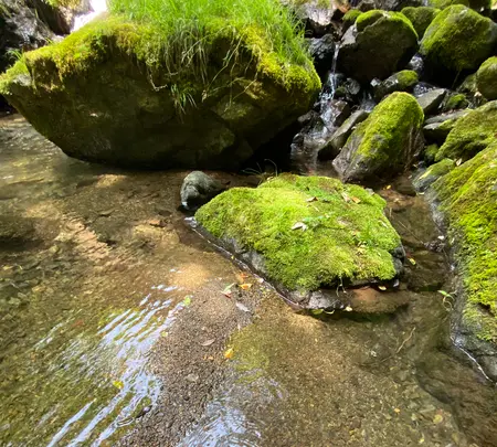かつらの写真・動画_image_366012