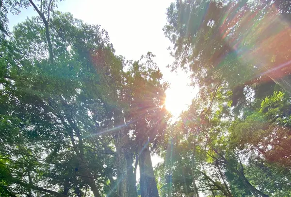貴船神社 奥宮の写真・動画_image_366017