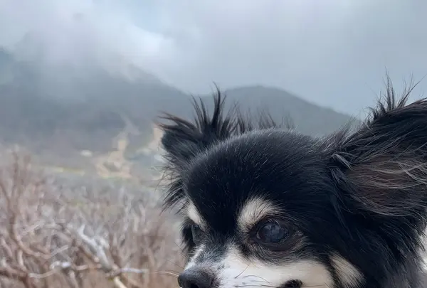 大涌谷の写真・動画_image_366348