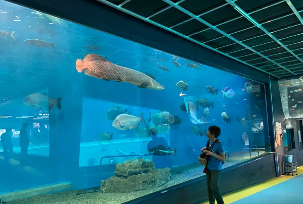 箱根・駒ケ岳ロープウェーの写真・動画_image_366353