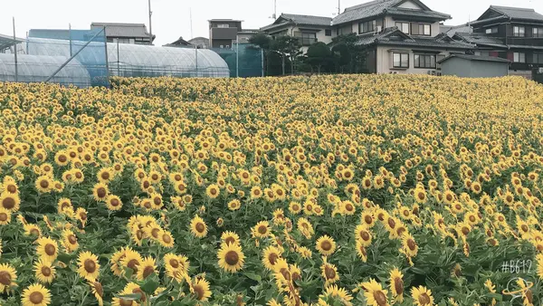 牛窓神社の写真・動画_image_366490