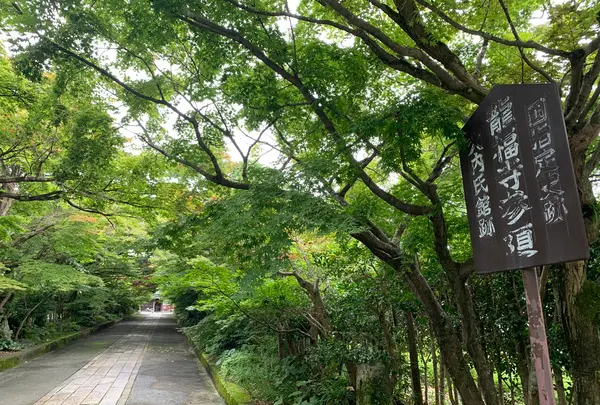 曹洞宗 瑞雲山龍福寺の写真・動画_image_366770