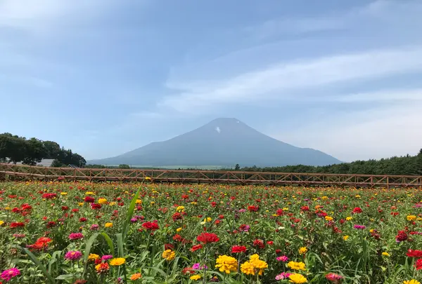 山中湖花の都公園の写真・動画_image_367259