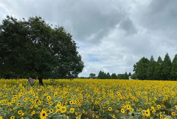 世羅高原農場の写真・動画_image_367538