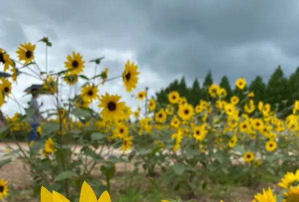 世羅高原農場の写真・動画_image_367545