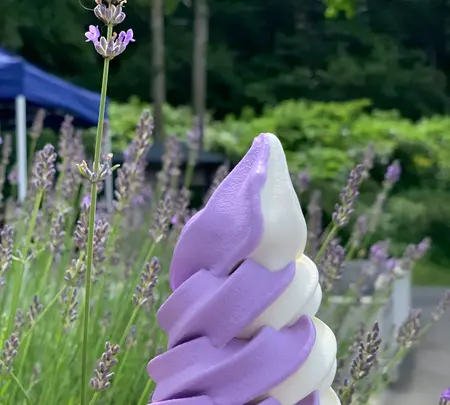 たんばらラベンダーパークの写真・動画_image_367695