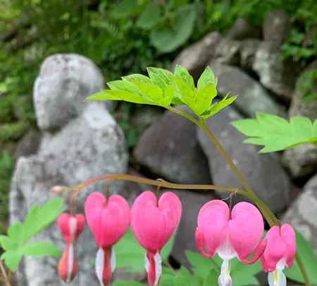 青龍山 吉祥寺の写真・動画_image_367702
