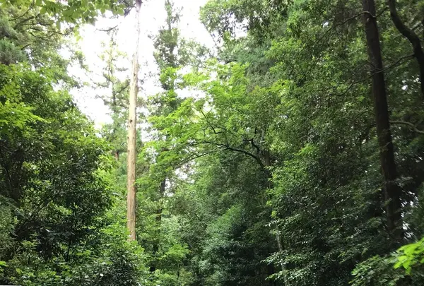 大神神社の写真・動画_image_368370