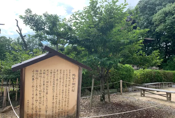 阿智神社の写真・動画_image_368623
