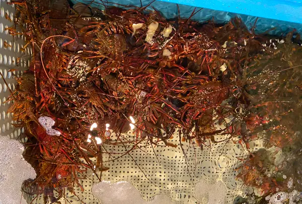 かねなかの写真・動画_image_368712