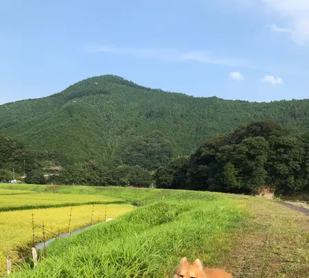 わたらせ橋の写真・動画_image_368900