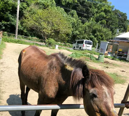 緑の農園直売店にぎやかな春の写真・動画_image_369812
