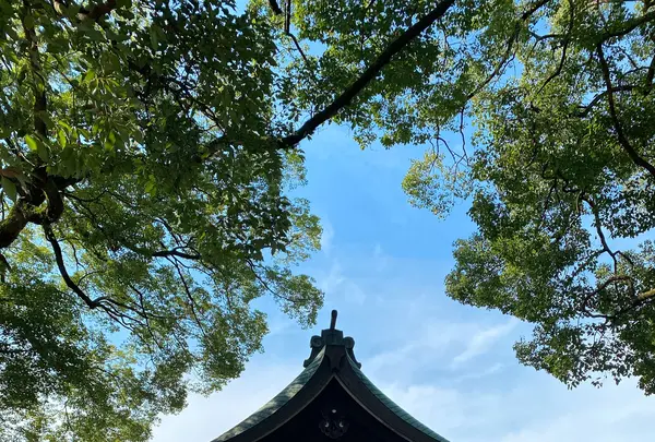 川越氷川神社の写真・動画_image_370758