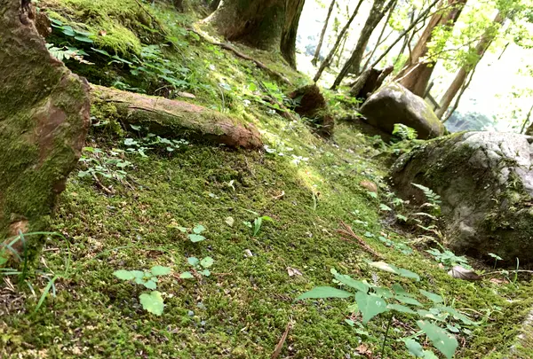 高千穂峡の写真・動画_image_371246