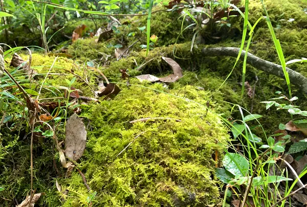 高千穂峡の写真・動画_image_371249