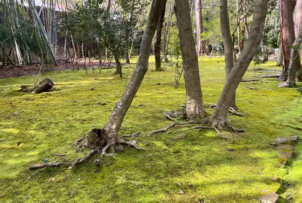 地蔵院（竹の寺）の写真・動画_image_371327