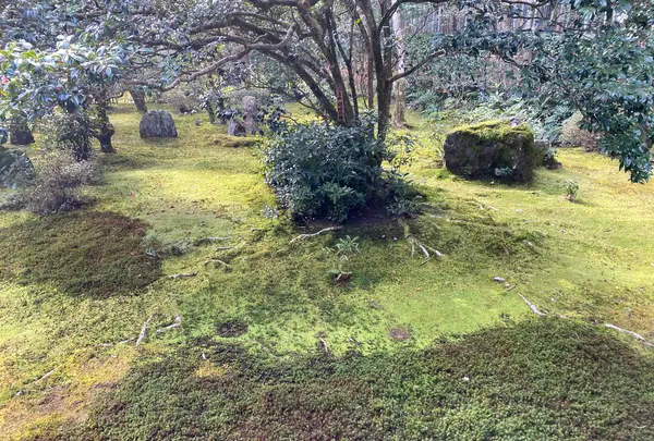 地蔵院（竹の寺）の写真・動画_image_371337