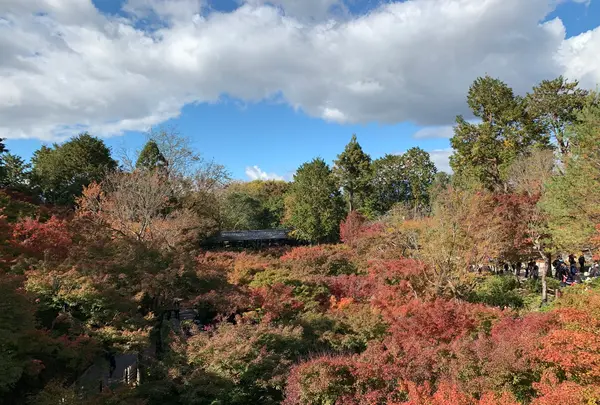 東福寺の写真・動画_image_371353