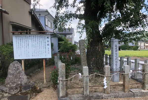 篠村八幡宮の写真・動画_image_371459