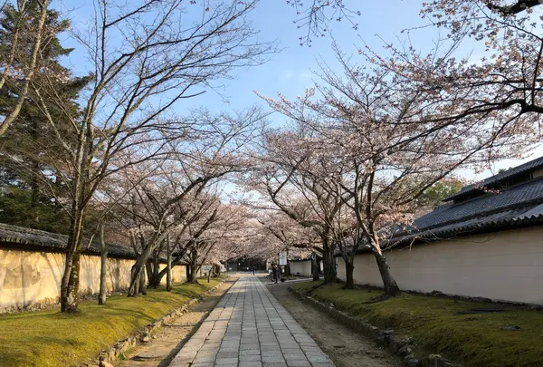 醍醐寺の写真・動画_image_371471