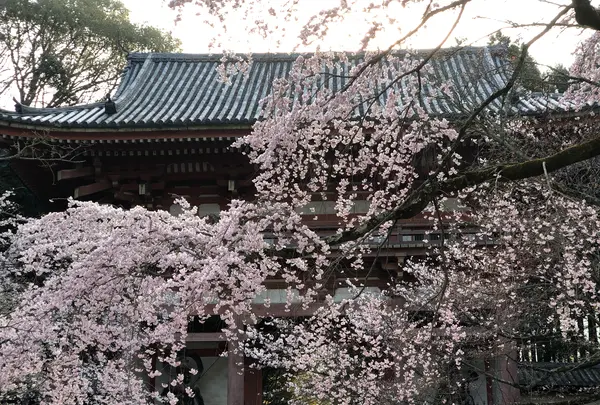 醍醐寺の写真・動画_image_371473