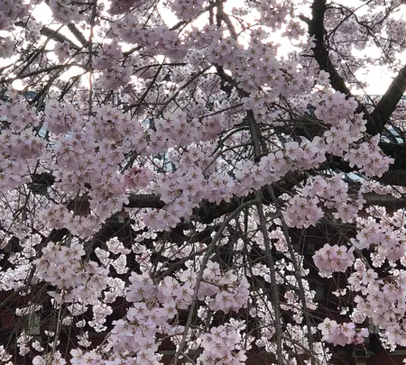 醍醐寺の写真・動画_image_371474