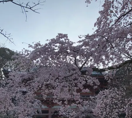 醍醐寺の写真・動画_image_371475