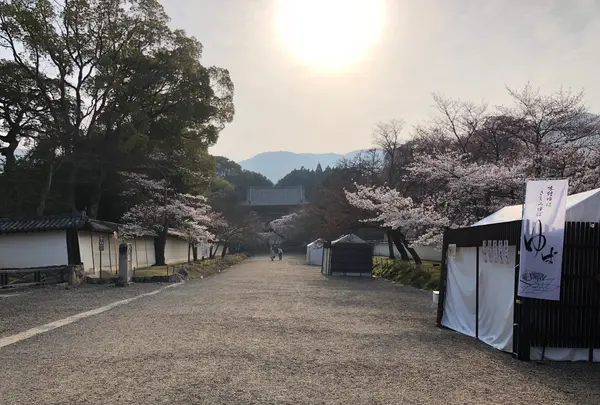 醍醐寺の写真・動画_image_371477