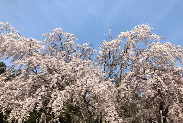 醍醐寺の写真・動画_image_371480