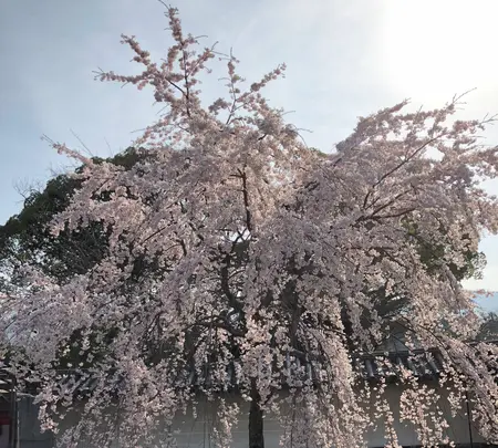 醍醐寺の写真・動画_image_371481