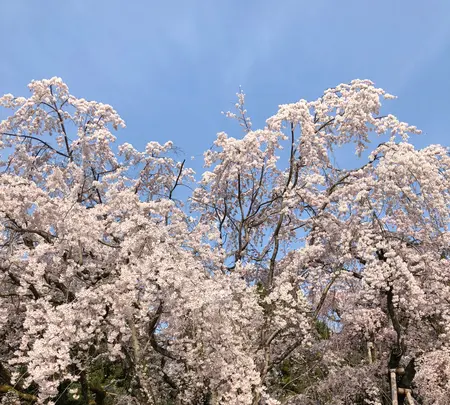 醍醐寺の写真・動画_image_371483